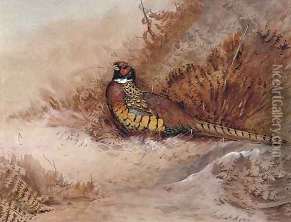 Pheasant in bracken Oil Painting - Ian Bowles