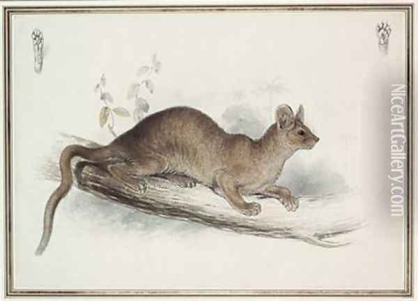 The Polecat Oil Painting - Edward Lear