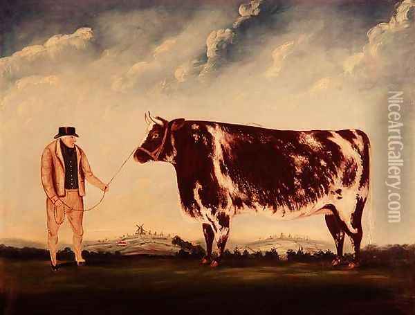 Study of a Shorthorn Oil Painting - William Joseph Shayer
