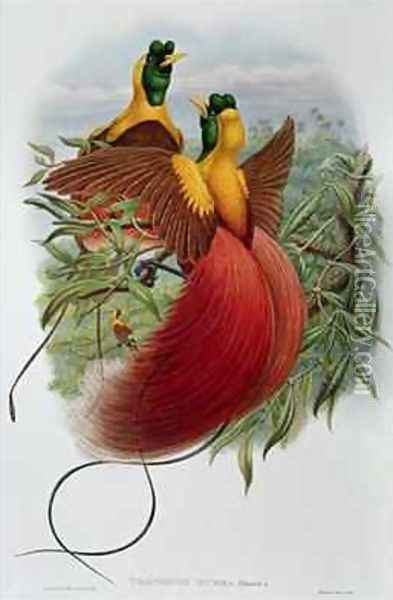 Uranornis Rubra Oil Painting - John & Hart, William Gould