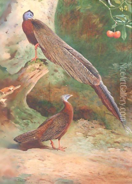 A Pair Of Malay Arguses Oil Painting - Archibald Thorburn