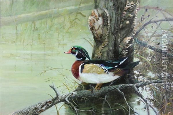 Wood Duck By A River Oil Painting - John Wilson