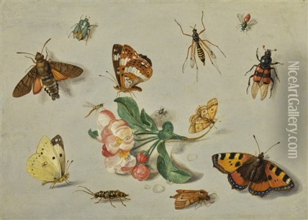 Butterflies, Moths, A Dragonfly And Other Insects, With A Spring Of Apple Blossom Oil Painting - Jan van Kessel the Elder