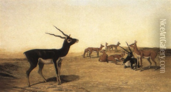 Herd Of Indian Blackbuck Oil Painting - John Trivett Nettleship