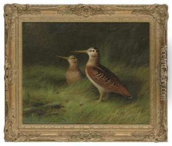 A Pair Of Woodcock Oil Painting - Abel Hold