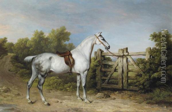 Sir Charles Mordaunt's Grey Hunter Oil Painting - Philip Reinagle