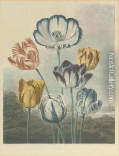 Tulips, By R. Earlom Oil Painting - Robert John, Dr. Thornton