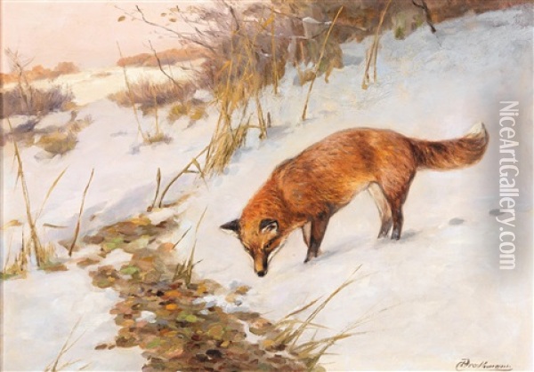 Fox In A Winter Wood Oil Painting - Christopher Drahtmann