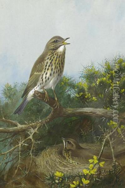 Cock And Hen Thrush Oil Painting - Archibald Thorburn
