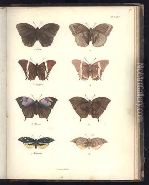 Lepidoptera 2 Oil Painting - Humboldt, Friedrich Alexander, Baron von
