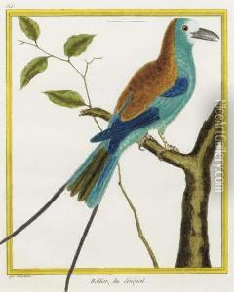 Histoire Naturelle Des Oiseaux: Two Plates Oil Painting - George Louis Leclerc Buffon