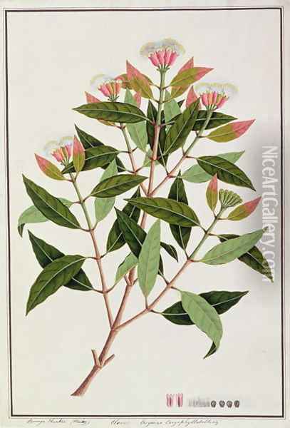 Boongo Chinkie (Malay), Eugenia Caryophyllatallen or Clove, from 'Drawings of Plants from Malacca', c.1805-18 Oil Painting - Anonymous Artist