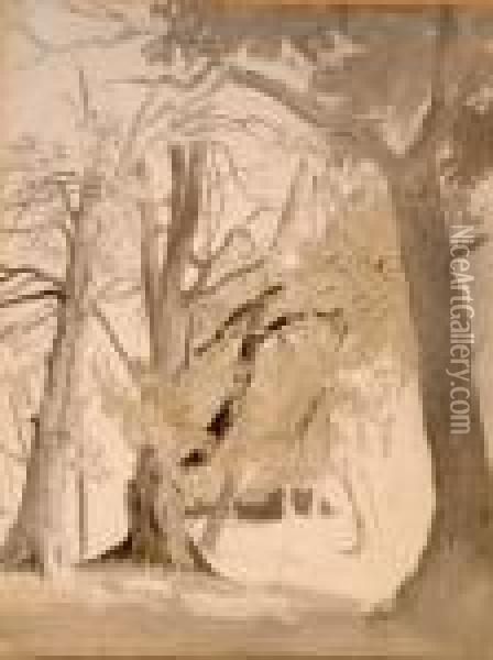 Beeches In Knole Park Oil Painting - Robert Hills