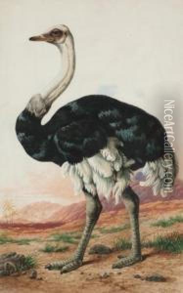 An Ostrich Oil Painting - Charles Edward Snr Brittan