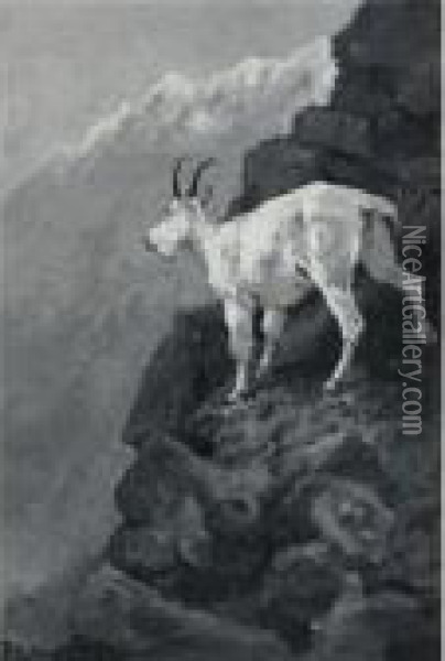 The White Goat At Home (mountain Goat On A Rocky Ledge; Rockymountain Goat) Oil Painting - Frederic Remington