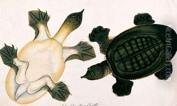 River Turtle, Labie Labu, from 'Drawings of Animals, Insects and Reptiles from Malacca', c.1805-18 Oil Painting - Anonymous Artist