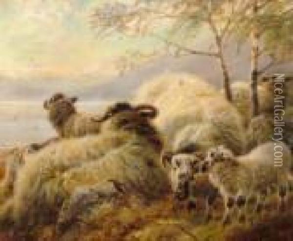 Lambs And Ewes Sheltering In A Highland Landscape Oil Painting - Robert Watson