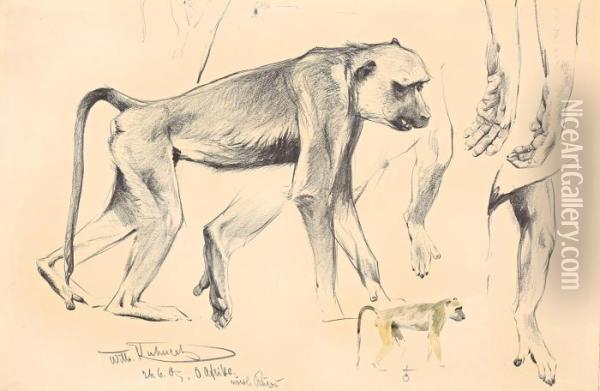 Nach Rechts Gehender Affe (mit Studien) Oil Painting - Wilhelm Kuhnert