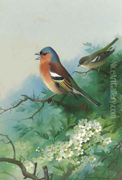 Chaffinches among hawthorn Oil Painting - Archibald Thorburn