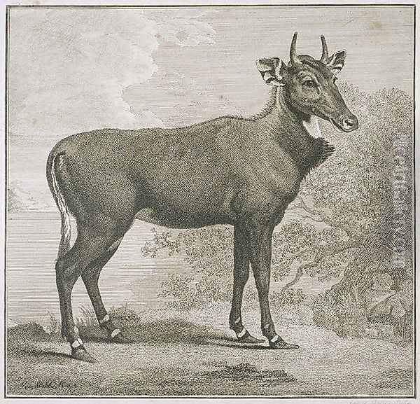 Plate of the Nyl-ghan, engraved by James Basire 1730-1802 Oil Painting - George Stubbs