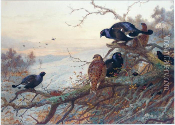 The Evening Roost, Black Game Oil Painting - Archibald Thorburn