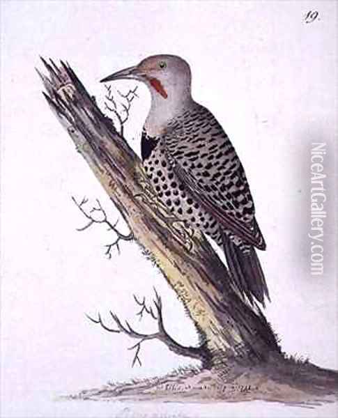 f19 North-western Flicker Colaptes cafer Oil Painting - William Ellis