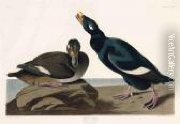 Velvet Duck Oil Painting - John James Audubon