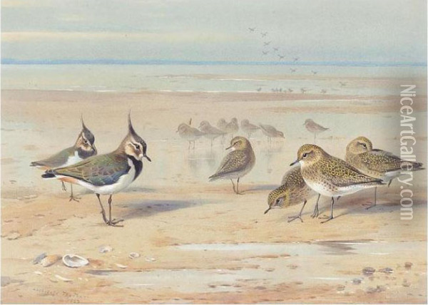 Lapwing And Golden Plover On The Shore Oil Painting - Archibald Thorburn