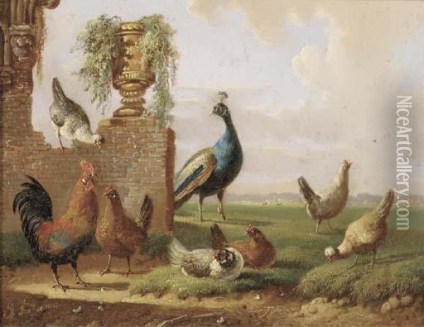 Poultry And A Peacock By A Ruin Oil Painting - Albertus Verhoesen