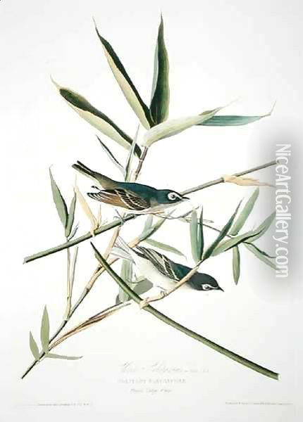 Solitary Flycatcher, from 'Birds of America' Oil Painting - John James Audubon