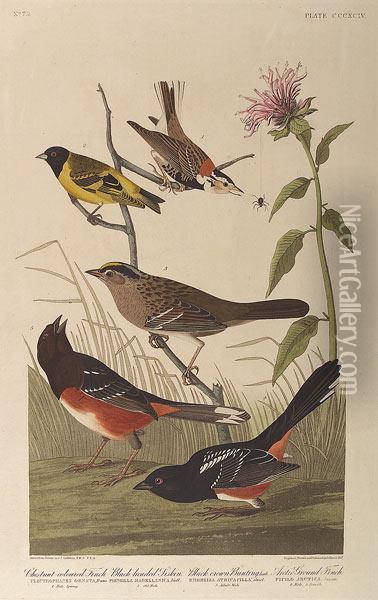 Chestnut Colored Finch, Black 
Headed Siskin, Black Crowned Bunting, Arctic Ground Finch, No. 79, Plate
 394 Oil Painting - John James Audubon