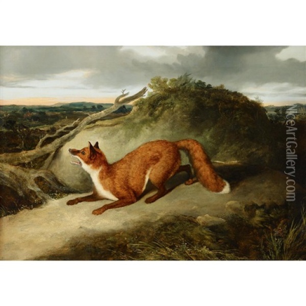 Red Fox Oil Painting - Charles Hancock