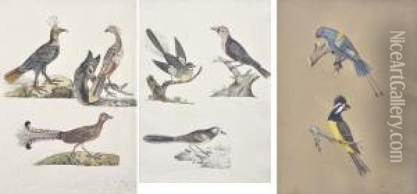 Three Ornithological Oil Painting - Mary Croker