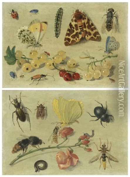 Butterflies, A Garden Tiger Moth And Other Insects With Currants; And Bees, A Butterfly, Beetles And Other Insects With Sweet Peas Oil Painting - Jan van Kessel the Elder