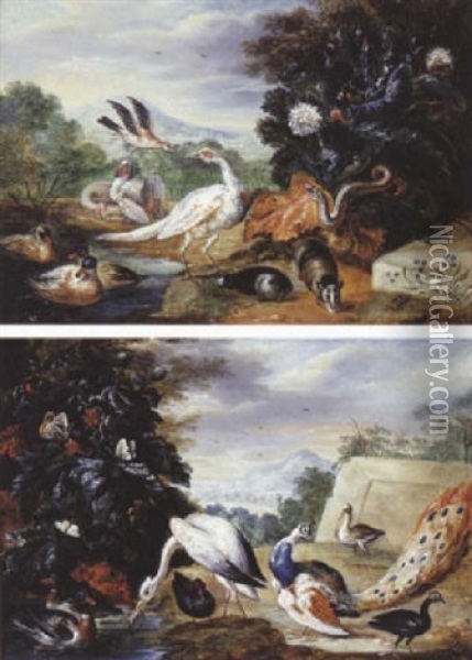 Etude De Paons, Canards Et Oiseaux Divers Oil Painting - Angelo Maria (Crivellone) Crivelli