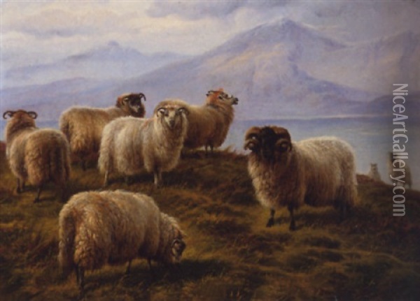 Weidende Schafe In Schottischer Seelandschaft Oil Painting - Charles Jones
