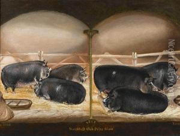 Six Prize Berkshire Pigs Oil Painting - John Vine Of Colchester