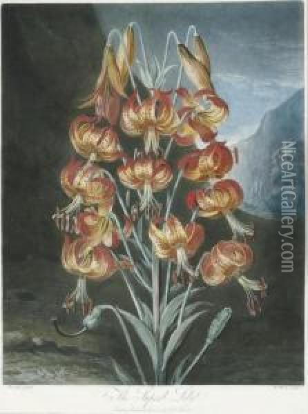 The Superb Lily, From 
The Temple Of Flora Oil Painting - Robert John, Dr. Thornton