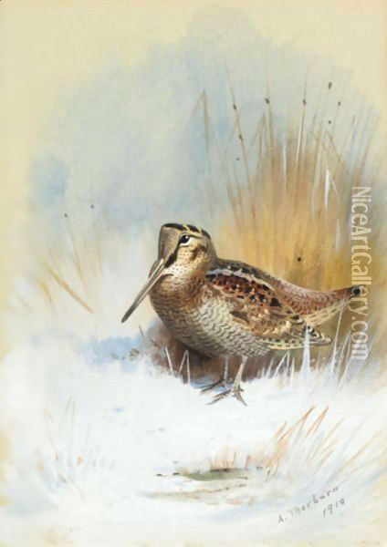 A Woodcock Oil Painting - Archibald Thorburn