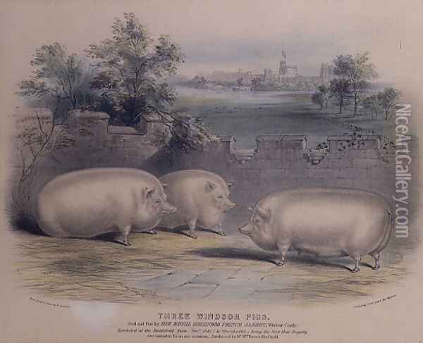 Three prize pigs bred by Prince Albert at Windsor Castle,engraved by H. Stafford fl.1829 1843, Oil Painting - H. Strafford