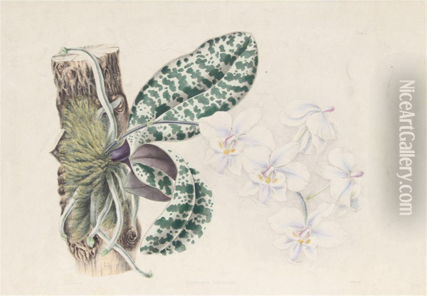 Phalaenopsis Schilleriana Oil Painting - Joseph Andrews
