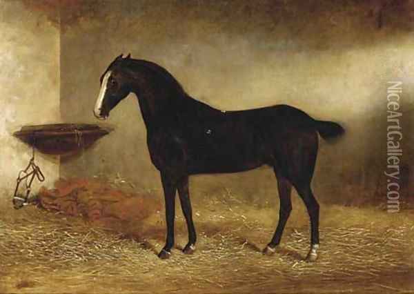 Bob, a black horse in a stable Oil Painting - George Earl
