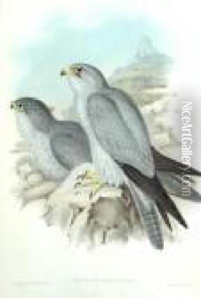 Falco Hypoleucus Oil Painting - John H. Gould