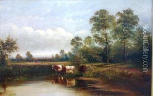 Cattle Watering At Ponds Edge, With Further Cattle In Pasture In The Background Oil Painting - Henry Harris