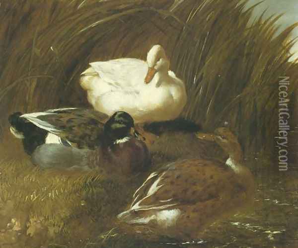Ducks Beside A Stream 1851 Oil Painting - John Frederick Herring Snr