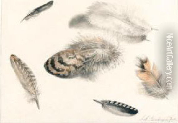 Sheet Of Studies Of Feathers Oil Painting - Albertus Steenbergen