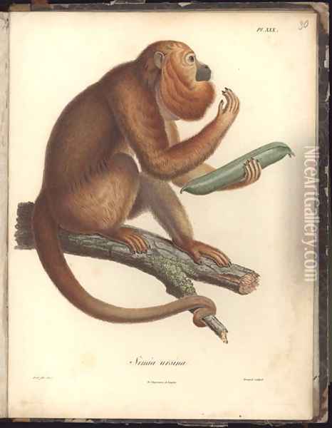 Simia ursina Oil Painting - Baron Friedrich von Humboldt