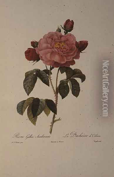 Rosa Gallica Aurelianensis or the Duchess of Orleans from, Les Roses, 1821 Oil Painting - Pierre-Joseph Redoute