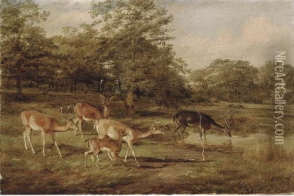 Stags And Hinds Oil Painting - Thomas Barratt Of Stockbridge