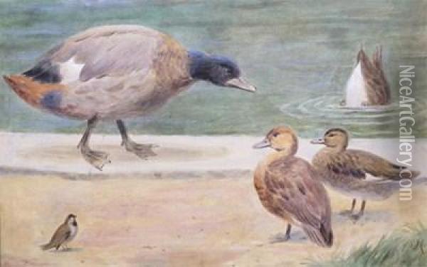 Ducks By The Pool Oil Painting - Henry Stacy Marks